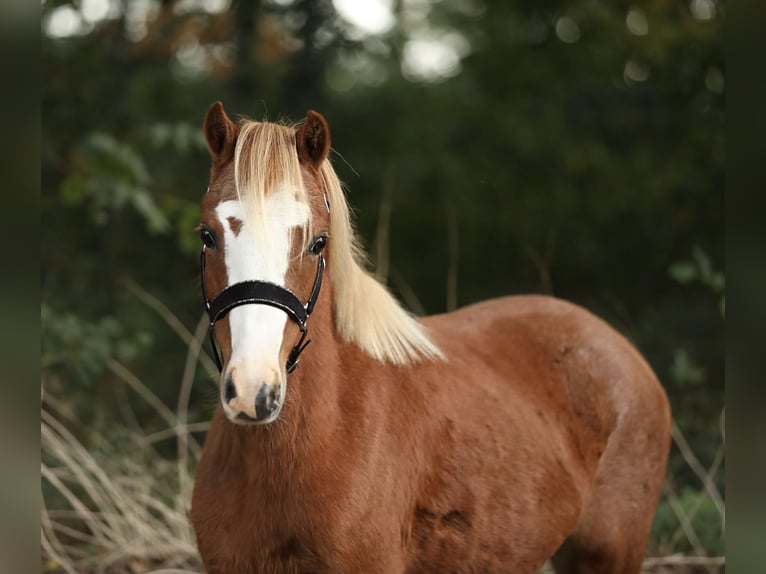 Welsh-A Giumenta 3 Anni 119 cm Sauro ciliegia in Aalten