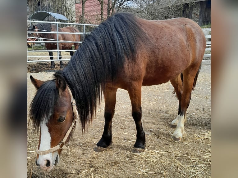 Welsh-A Giumenta 3 Anni 120 cm Baio in Hermagor