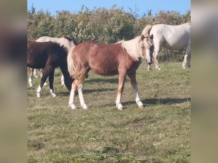 Welsh-A Giumenta 3 Anni 122 cm Sauro in Niederalben