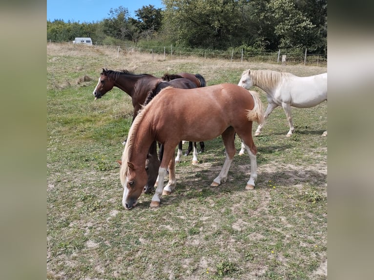 Welsh-A Giumenta 3 Anni 122 cm Sauro in Niederalben