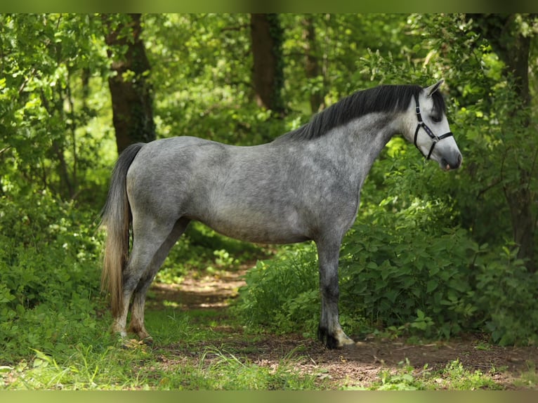 Welsh-A Giumenta 3 Anni 123 cm Leardo in Aalten