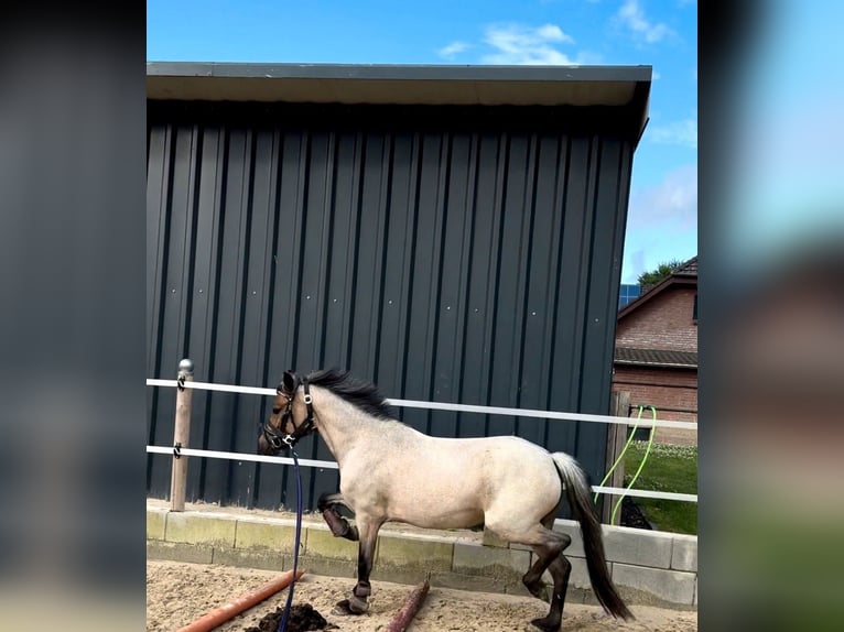 Welsh-A Giumenta 3 Anni 125 cm Grigio in Goch