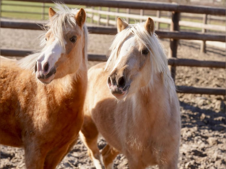 Welsh-A Giumenta 3 Anni Palomino in Paderborn