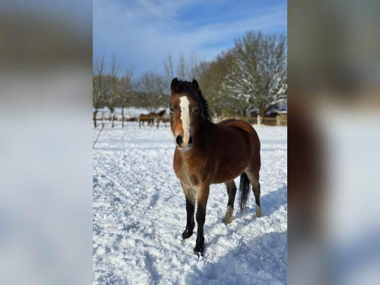 Welsh-A Giumenta 4 Anni 115 cm Morello in Hungen