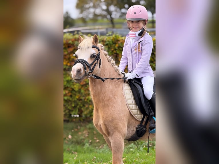 Welsh-A Giumenta 4 Anni 115 cm Palomino in Wachtum