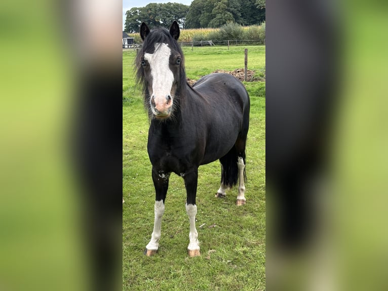 Welsh-A Giumenta 4 Anni 120 cm Baio nero in Hengelo