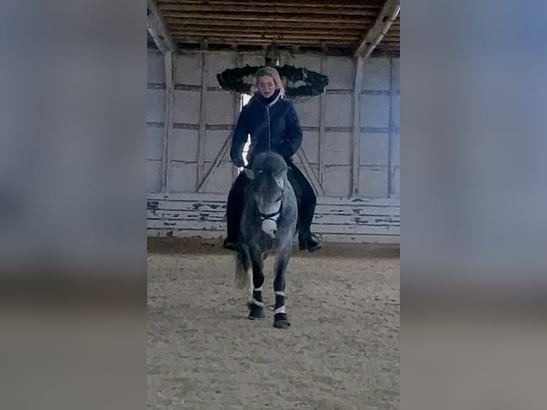 Welsh-A Giumenta 4 Anni 123 cm Grigio ferro in Schwalmstadt