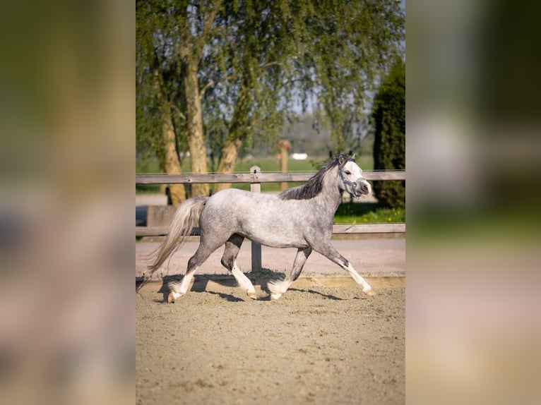 Welsh-A Giumenta 4 Anni 123 cm Leardo in Sliedrecht