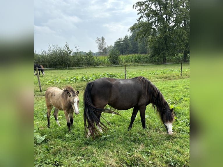 Welsh-A Giumenta 4 Anni Baio nero in Hengelo