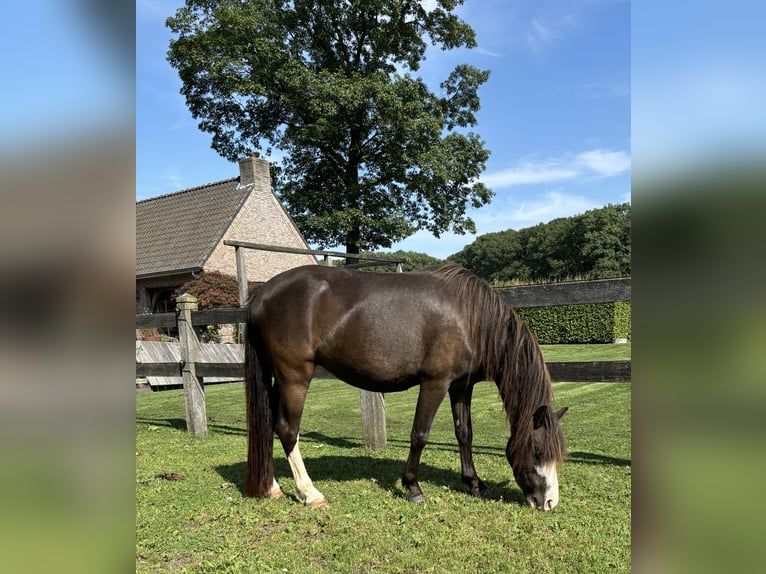 Welsh-A Giumenta 4 Anni Baio nero in Hengelo