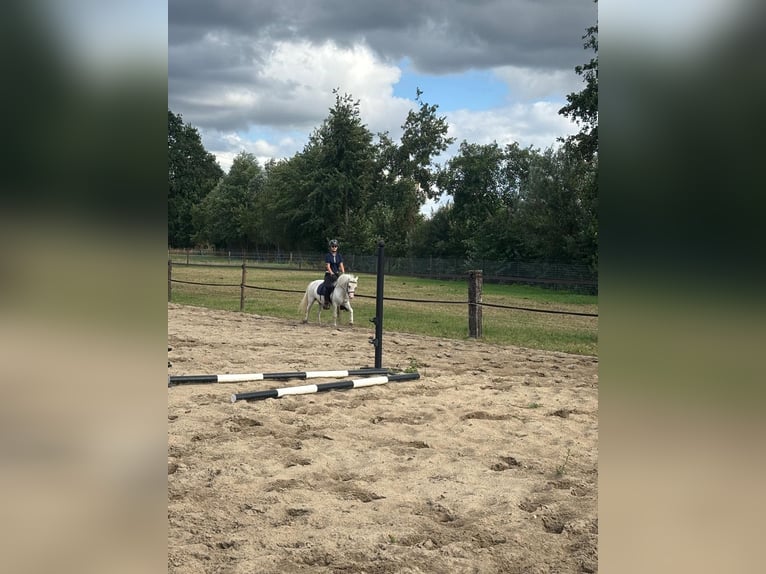 Welsh-A Giumenta 5 Anni 116 cm Grigio pezzato in Putten