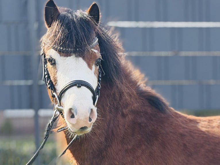 Welsh-A Giumenta 5 Anni 117 cm Baio in Halle