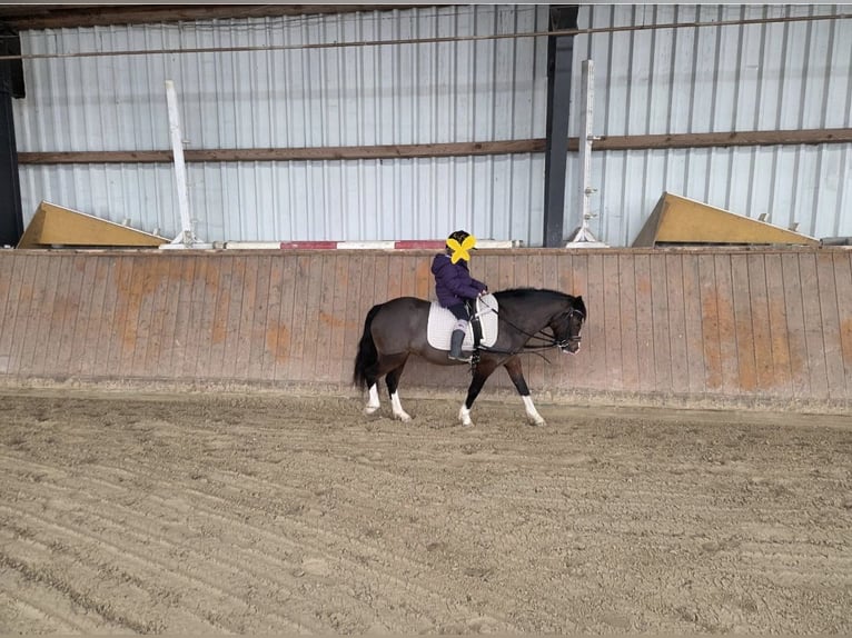 Welsh-A Giumenta 5 Anni 120 cm Baio scuro in Wurster Nordseeküste