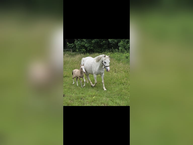 Welsh-A Giumenta 5 Anni 120 cm Grigio in Witten