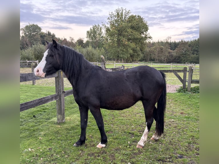 Welsh-A Giumenta 5 Anni 120 cm Morello in Hengelo