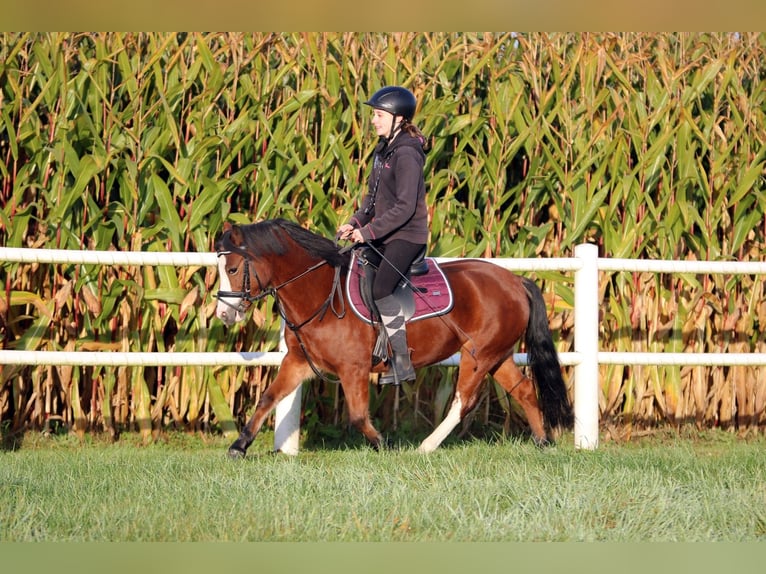 Welsh-A Giumenta 5 Anni 121 cm Baio in Wildeshausen