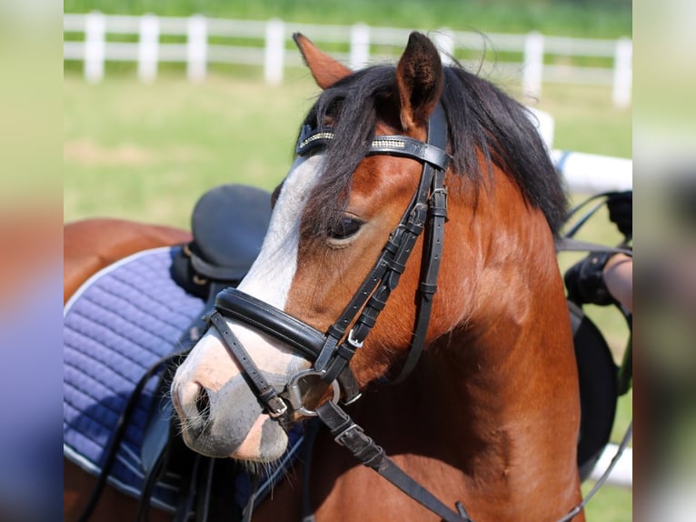 Welsh-A Giumenta 5 Anni 121 cm Baio in Wildeshausen