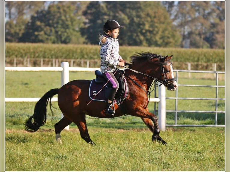 Welsh-A Giumenta 5 Anni 121 cm Baio in Wildeshausen