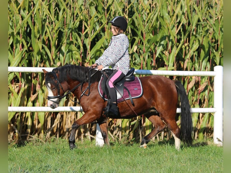 Welsh-A Giumenta 5 Anni 121 cm Baio in Wildeshausen