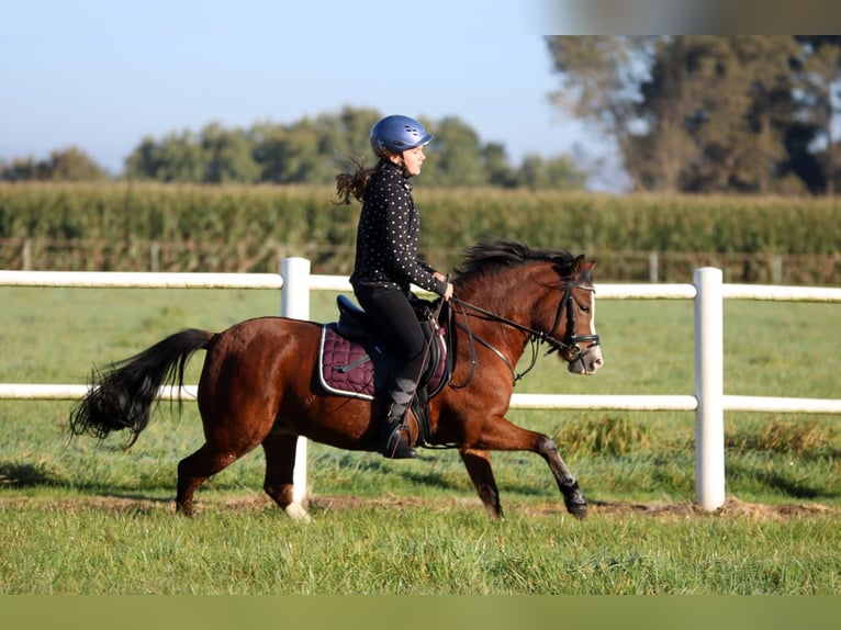 Welsh-A Giumenta 5 Anni 121 cm Baio in Wildeshausen