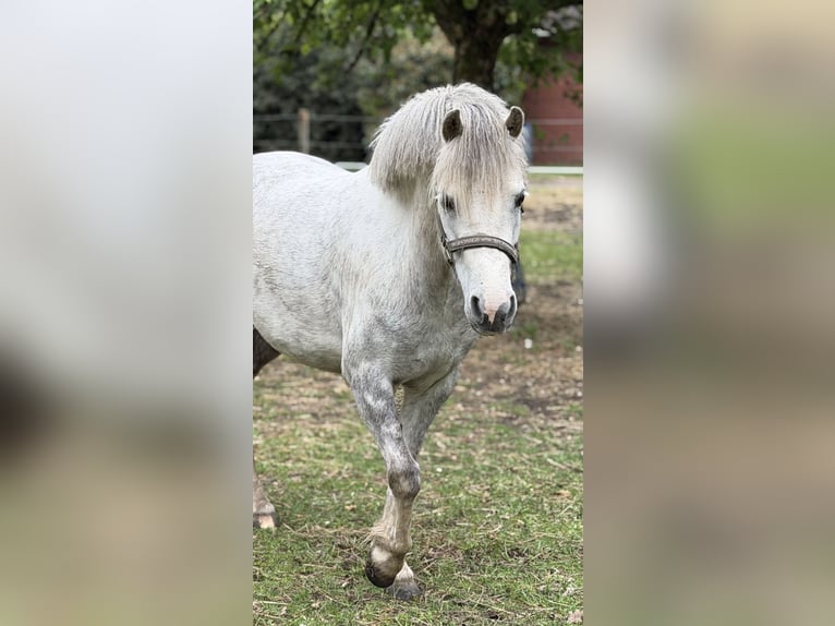 Welsh-A Giumenta 5 Anni 122 cm Grigio pezzato in Menslage