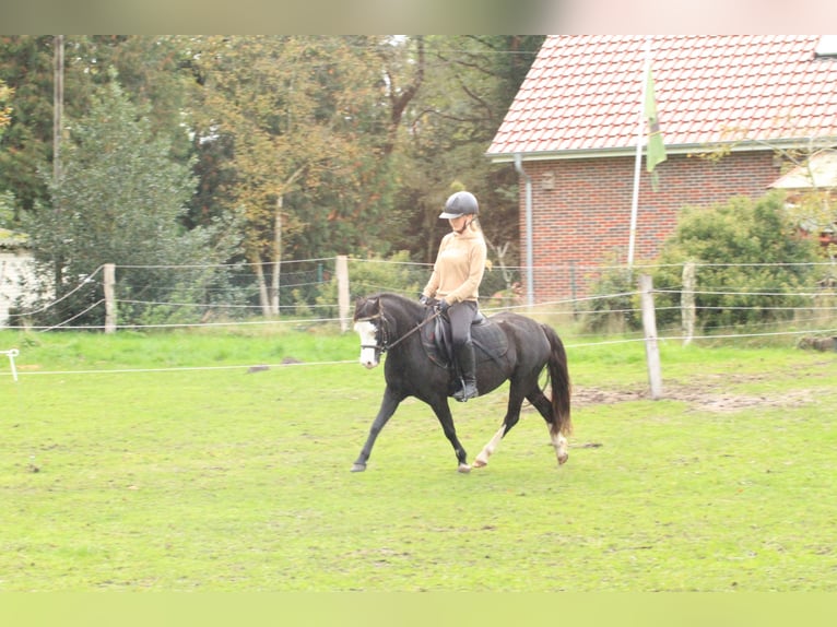 Welsh-A Giumenta 5 Anni 122 cm Morello in Friedeburg