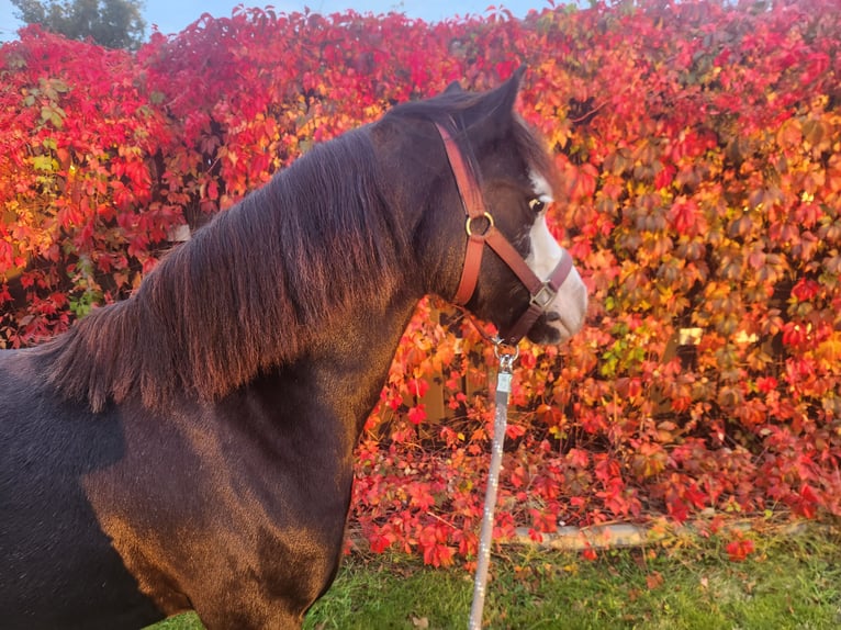 Welsh-A Giumenta 5 Anni 122 cm Morello in Friedeburg