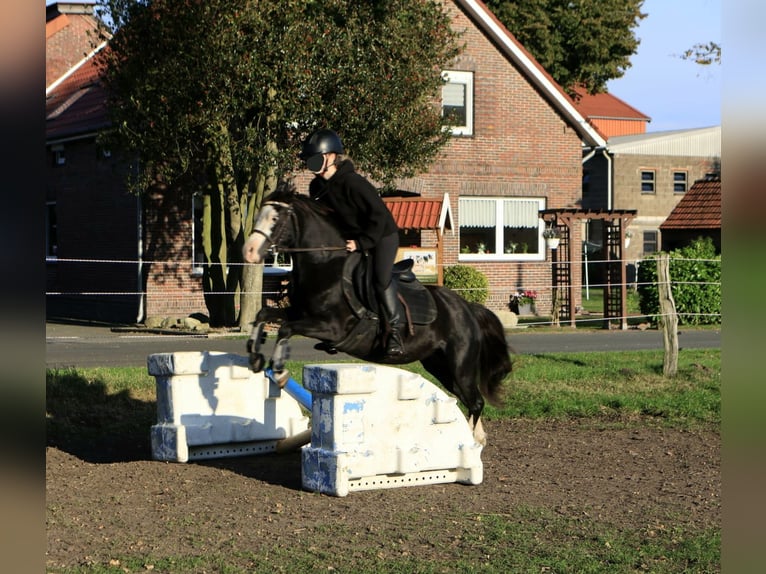 Welsh-A Giumenta 5 Anni 122 cm Morello in Friedeburg