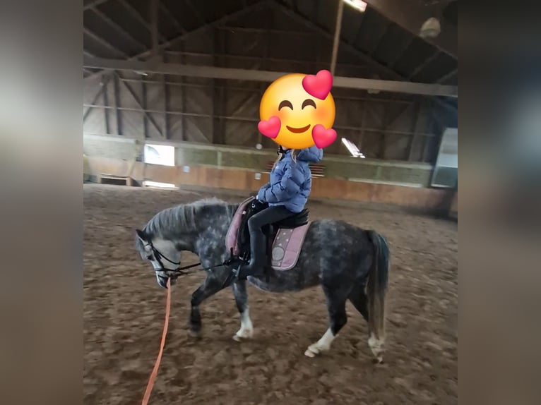 Welsh-A Giumenta 5 Anni 123 cm Grigio ferro in Schwalmstadt