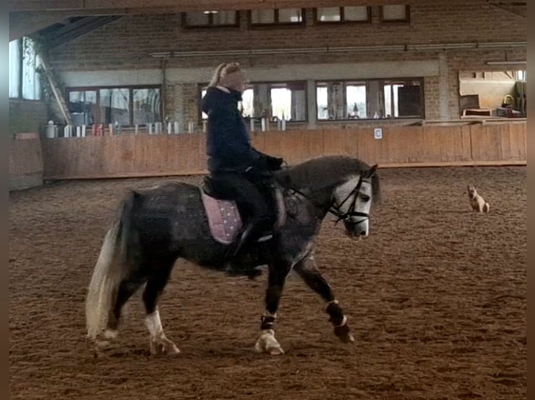 Welsh-A Giumenta 5 Anni 123 cm Grigio ferro in Schwalmstadt