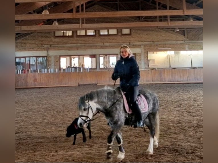 Welsh-A Giumenta 5 Anni 123 cm Grigio ferro in Schwalmstadt