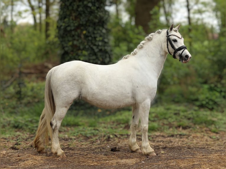 Welsh-A Giumenta 5 Anni 126 cm Grigio in Aalten