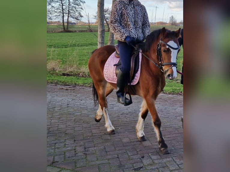 Welsh-A Giumenta 6 Anni 117 cm Baio in Staphorst