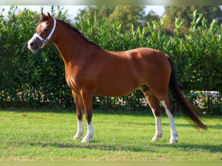 Welsh-A Giumenta 6 Anni 120 cm Baio in Elim