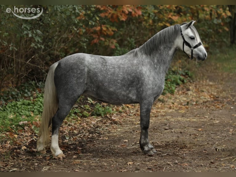Welsh-A Giumenta 6 Anni 121 cm Grigio in Aalten