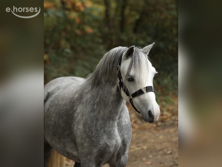 Welsh-A Giumenta 6 Anni 121 cm Grigio in Aalten
