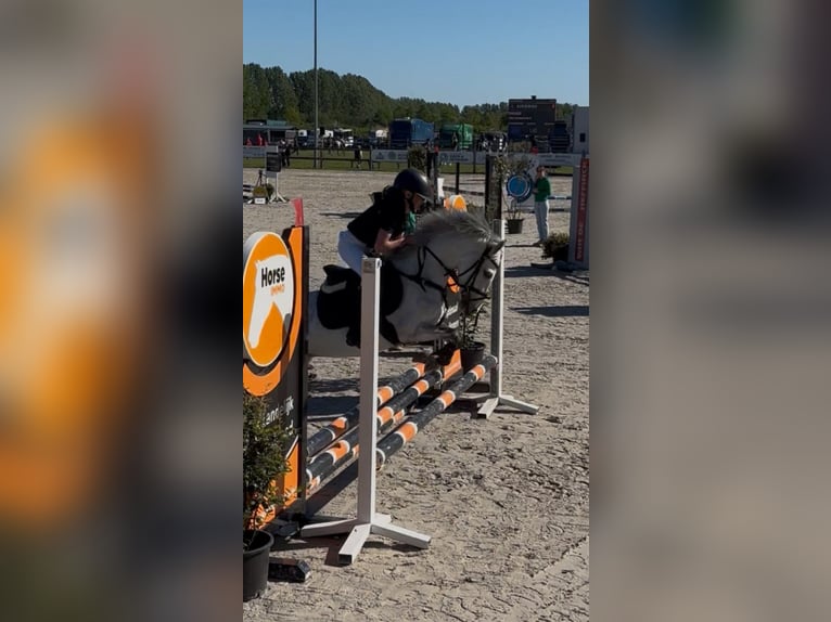 Welsh-A Giumenta 6 Anni 122 cm Grigio in Nieuw Namen