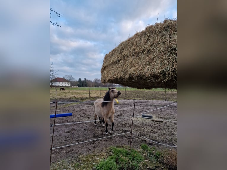 Welsh-A Giumenta 7 Anni 111 cm Falbo in Schloß Holte-Stukenbrock