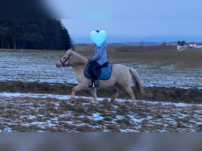 Welsh-A Giumenta 7 Anni 118 cm Palomino in Deuerling