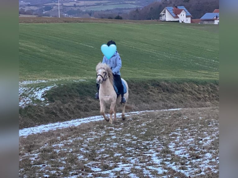 Welsh-A Giumenta 7 Anni 118 cm Palomino in Deuerling