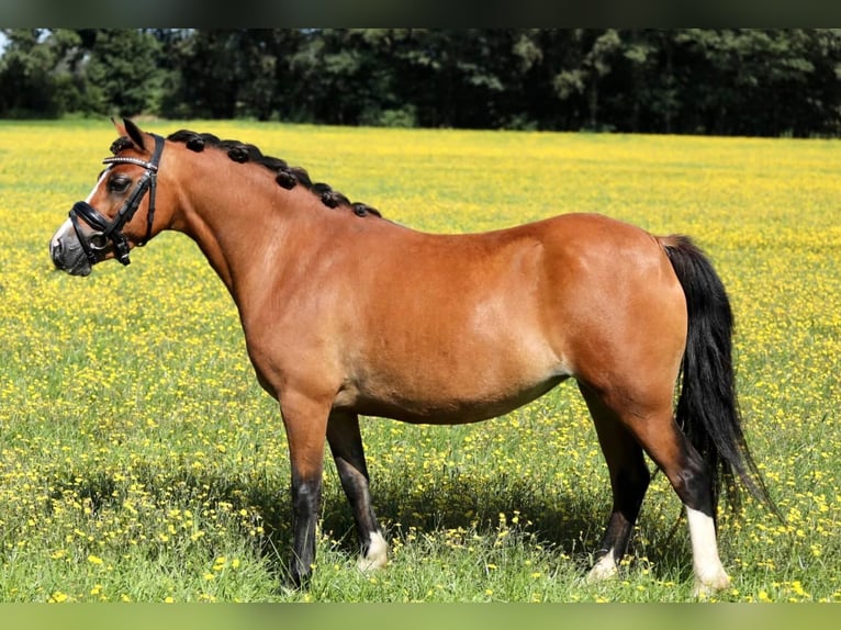 Welsh-A Giumenta 7 Anni 120 cm Baio in Aalten