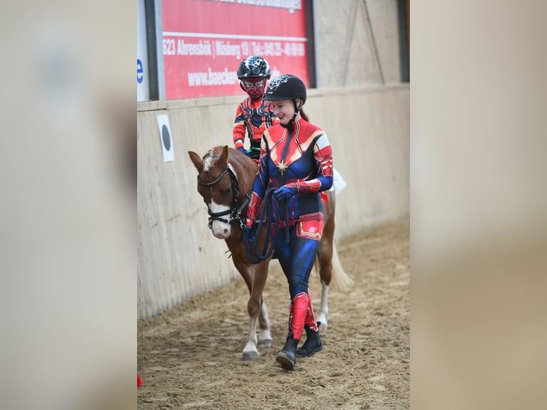 Welsh-A Giumenta 7 Anni 120 cm in Blekendorf