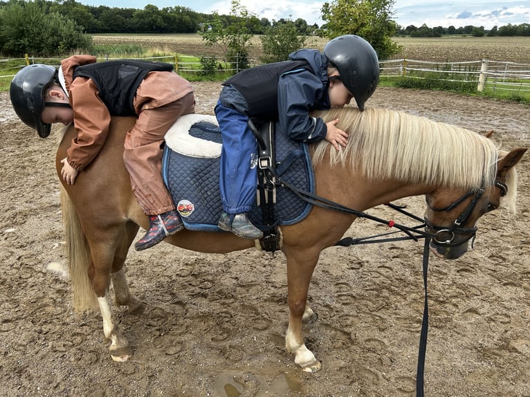 Welsh-A Giumenta 7 Anni 120 cm in Blekendorf