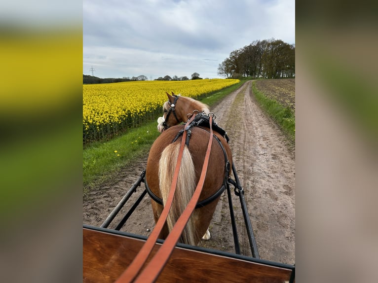 Welsh-A Giumenta 7 Anni 120 cm in Blekendorf