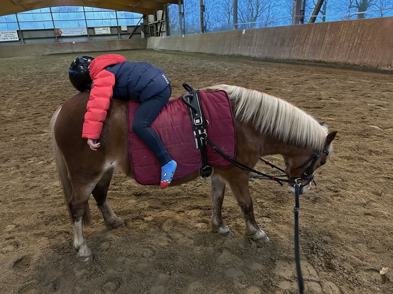 Welsh-A Giumenta 7 Anni 120 cm in Blekendorf