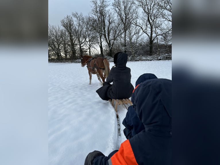 Welsh-A Giumenta 7 Anni 120 cm in Blekendorf