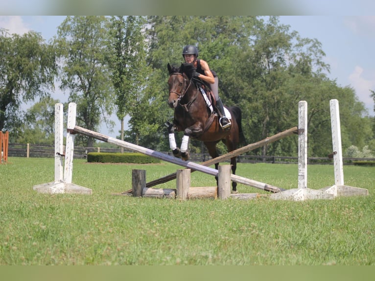 Welsh-A Giumenta 7 Anni 147 cm Baio ciliegia in HIghland MI