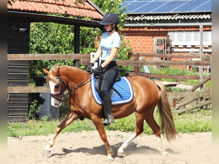 Welsh-A Mix Giumenta 7 Anni Sauro in uelsen