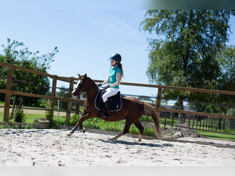 Welsh-A Giumenta 8 Anni 116 cm Sauro scuro in Wagenborgen