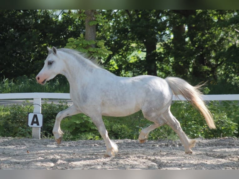Welsh-A Giumenta 8 Anni 117 cm Grigio in Weener